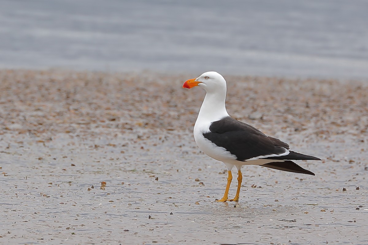 Pacific Gull - ML213910951