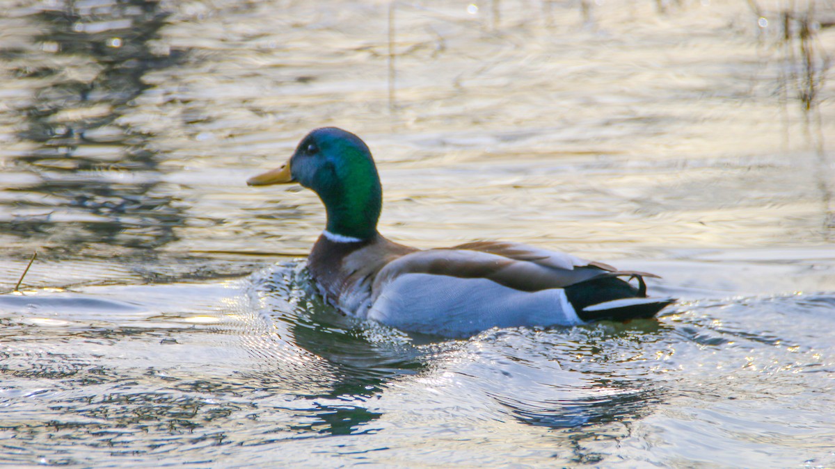 Mallard - ML213912541