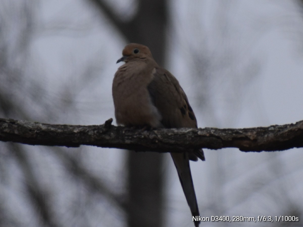 Mourning Dove - ML213914461