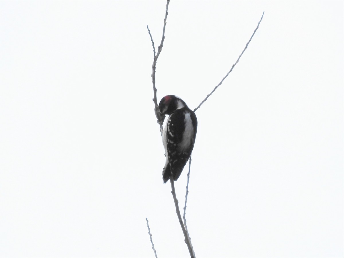 Downy Woodpecker - ML213914511