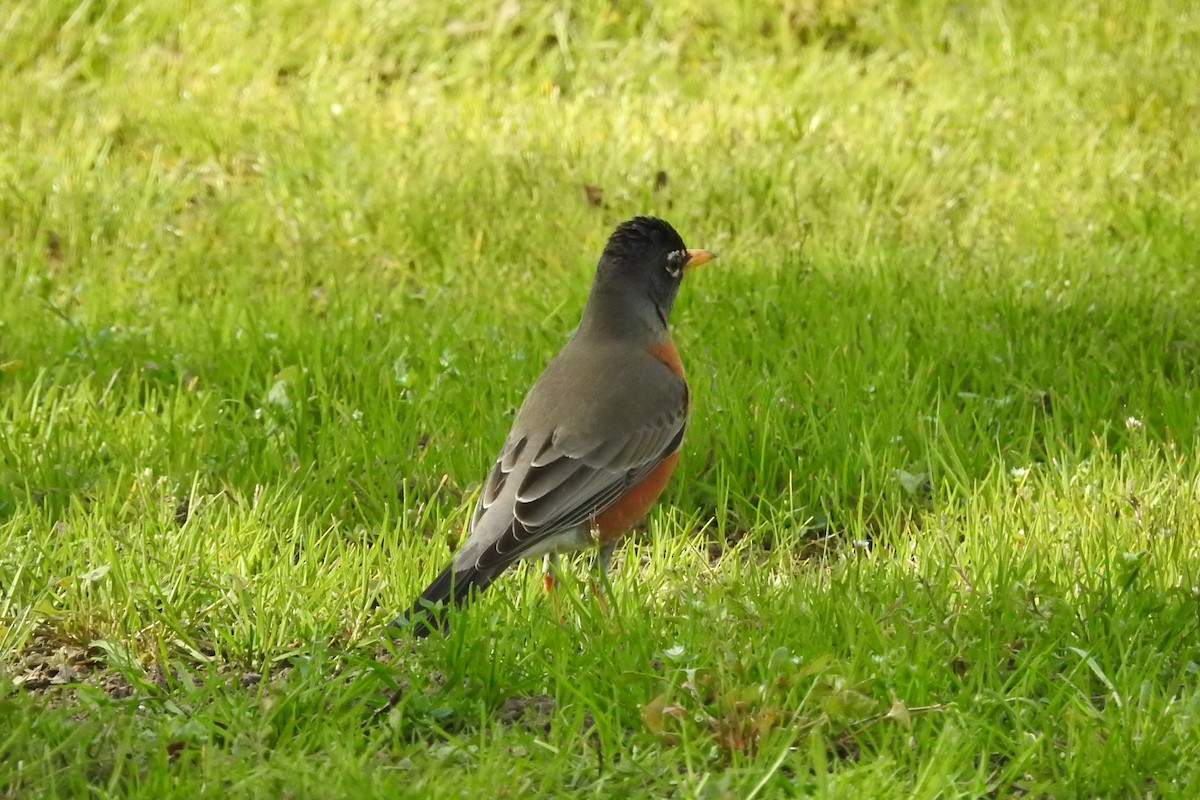 American Robin - ML213914621