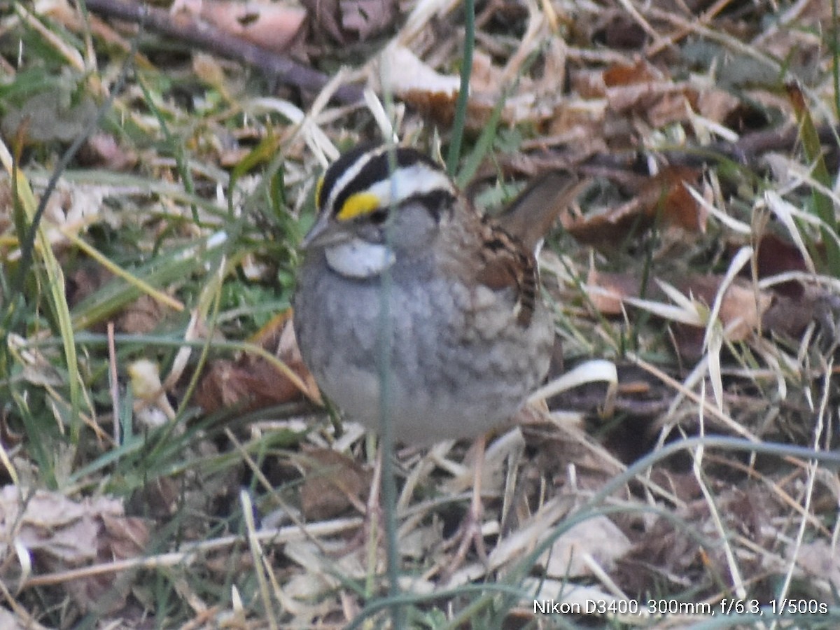 White-throated Sparrow - ML213915211