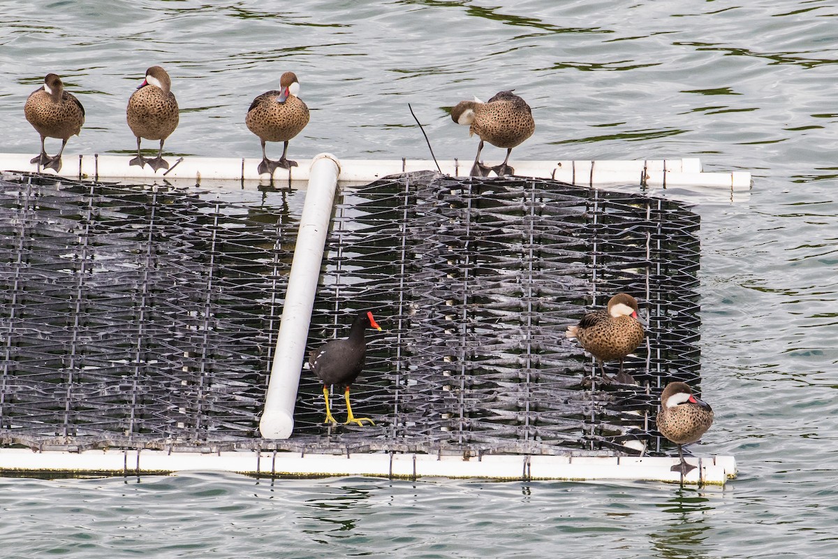 White-cheeked Pintail - ML213917481