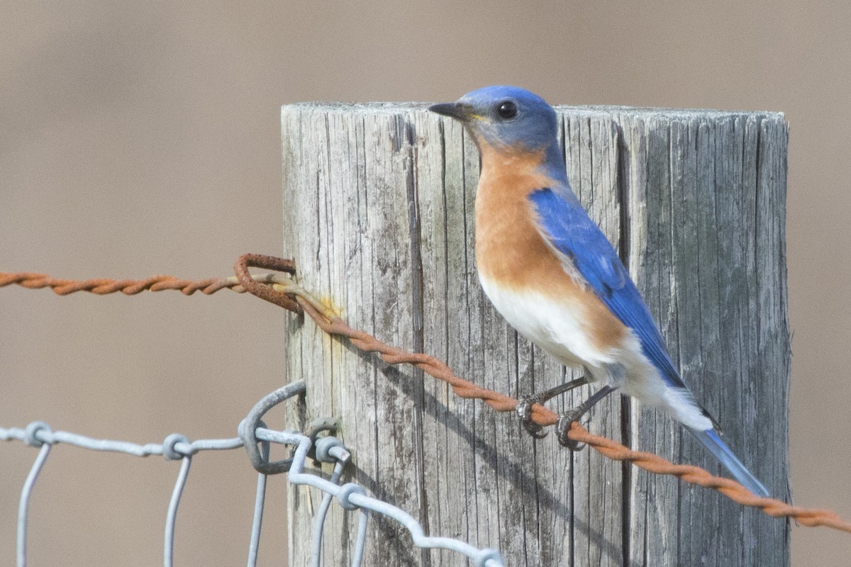 Eastern Bluebird - ML213917691