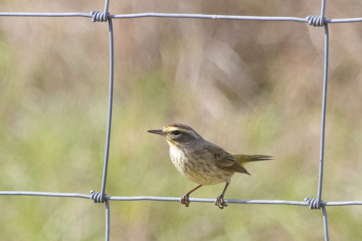 Palm Warbler - ML213917971