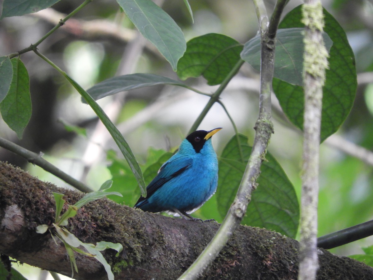 Green Honeycreeper - Vinny Ríos