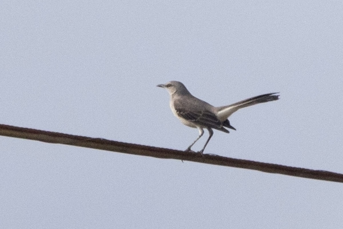 Northern Mockingbird - ML213918231