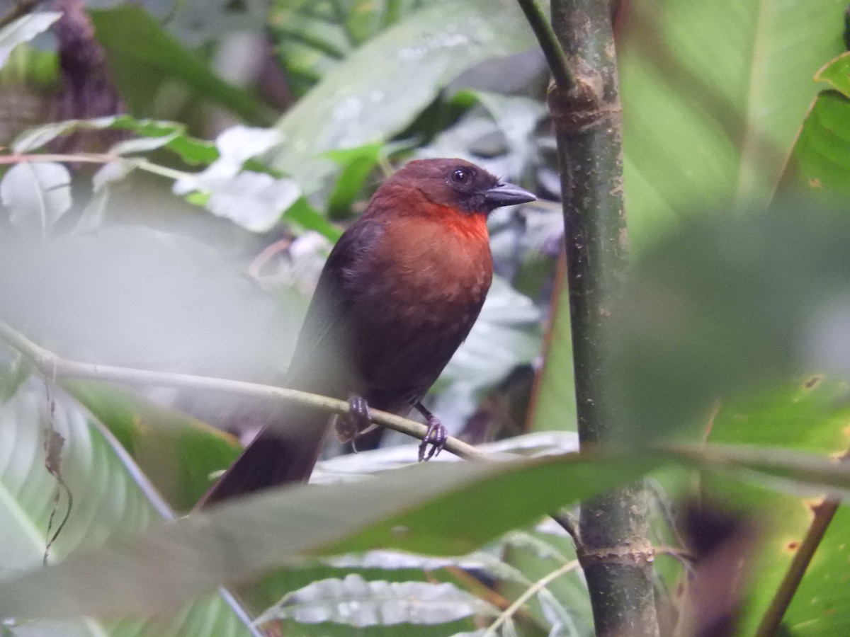 Red-throated Ant-Tanager - Vinny Ríos