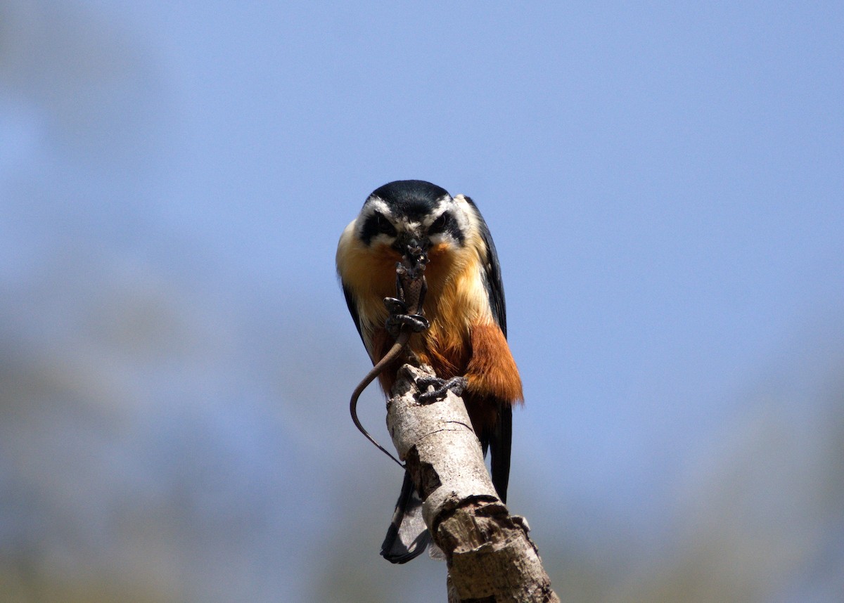 Collared Falconet - ML213918601