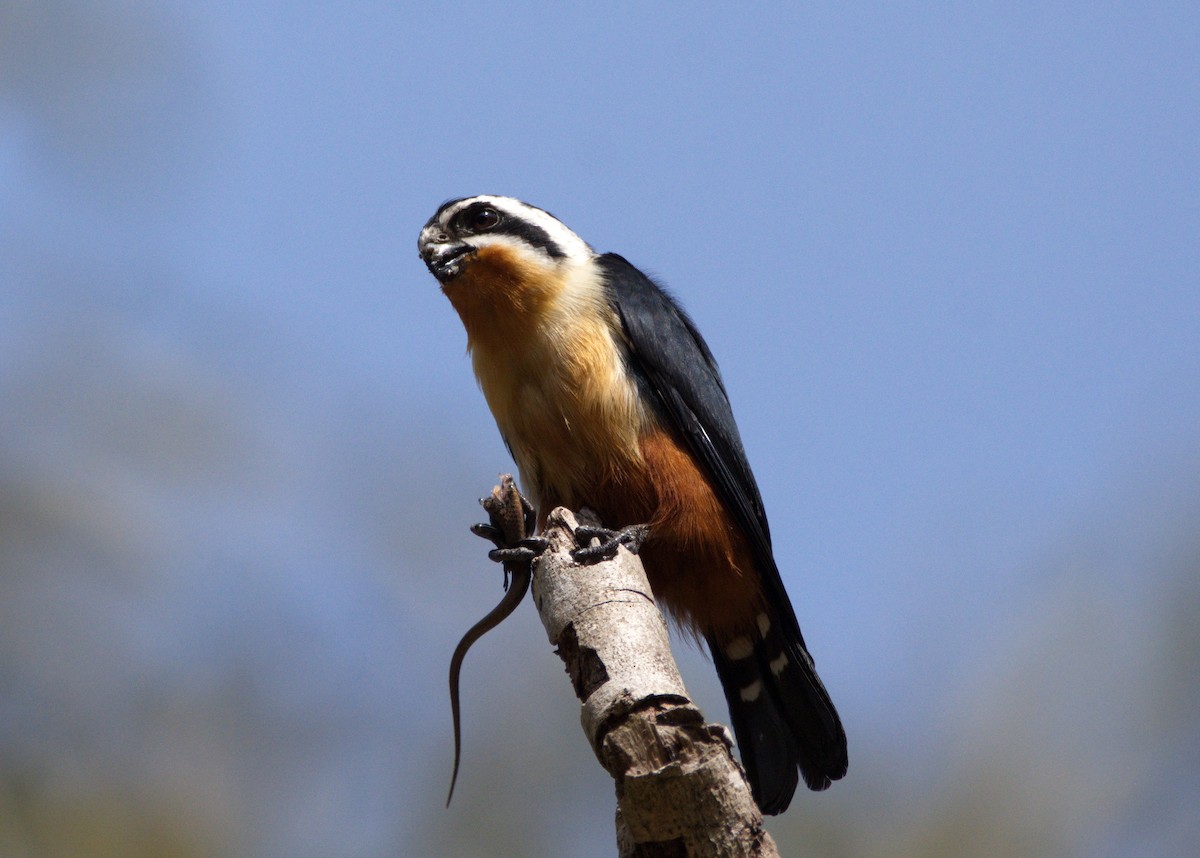 Falconete Acollarado - ML213918611