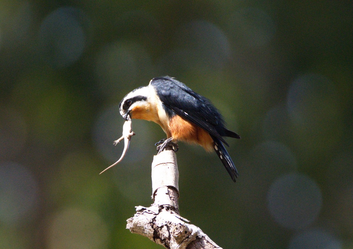 Collared Falconet - ML213918631