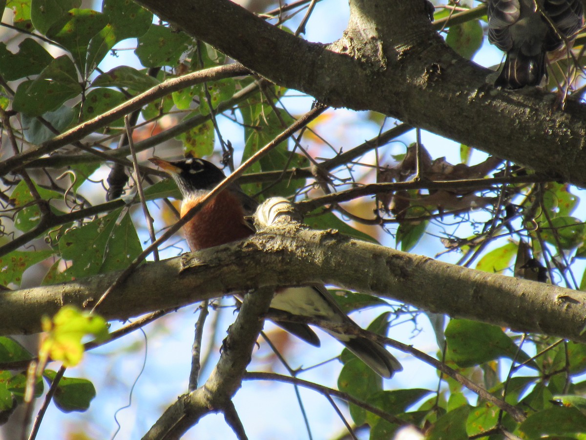 American Robin - ML21391881