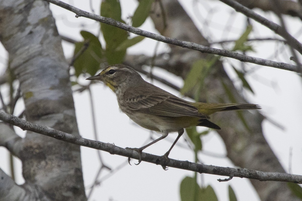 Palm Warbler - ML213919031