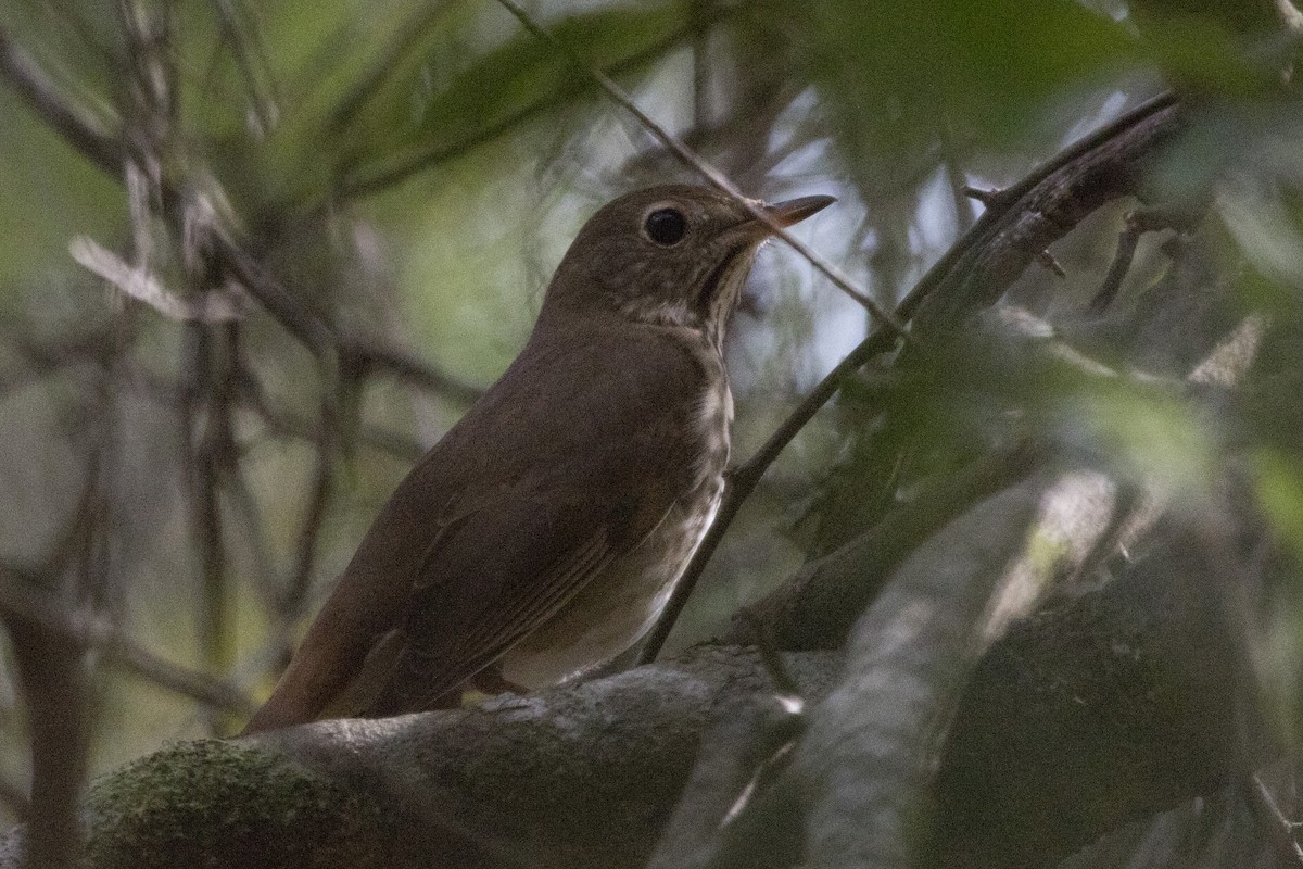 Hermit Thrush - ML213919081