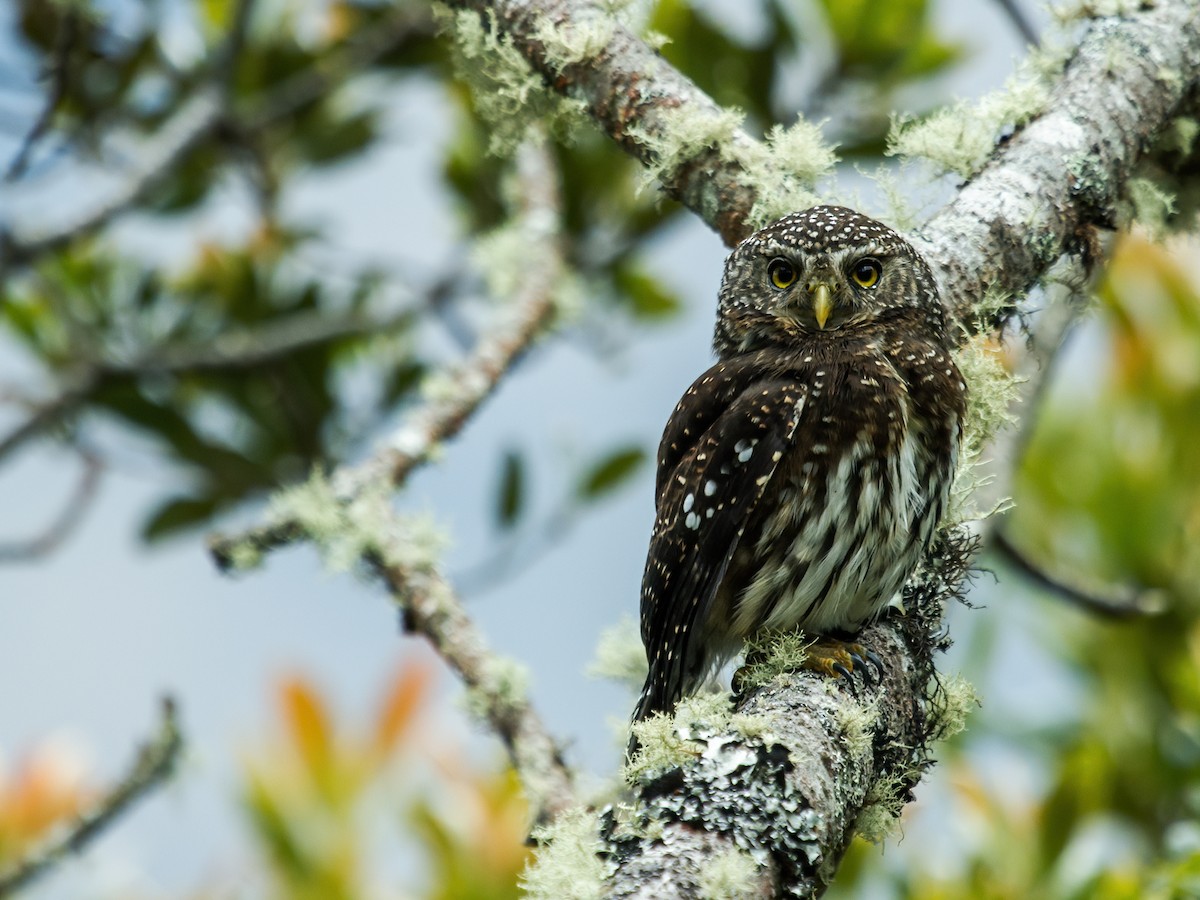 Yungas Pygmy-Owl - ML213919151