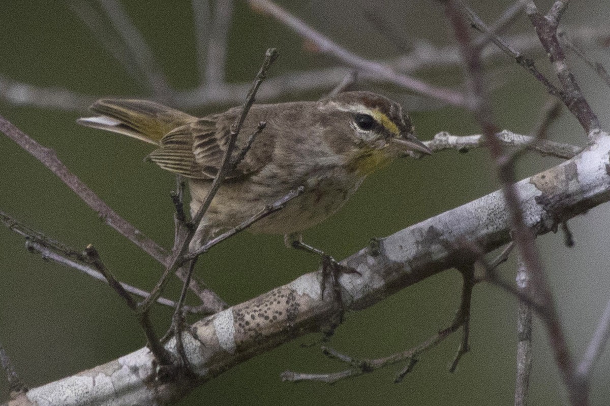 Palm Warbler - ML213919291