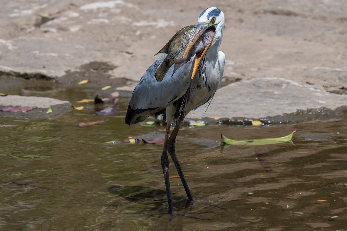 Gray Heron - ML213919611