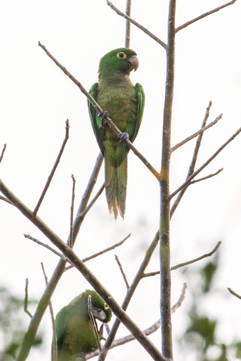 Olive-throated Parakeet - ML213919671