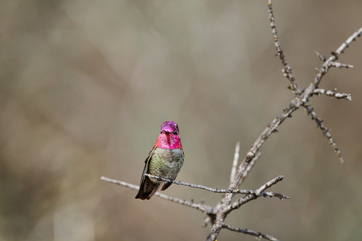 Anna's Hummingbird - ML213919801
