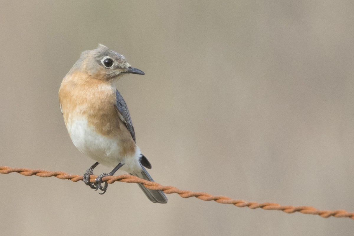 Eastern Bluebird - ML213920221