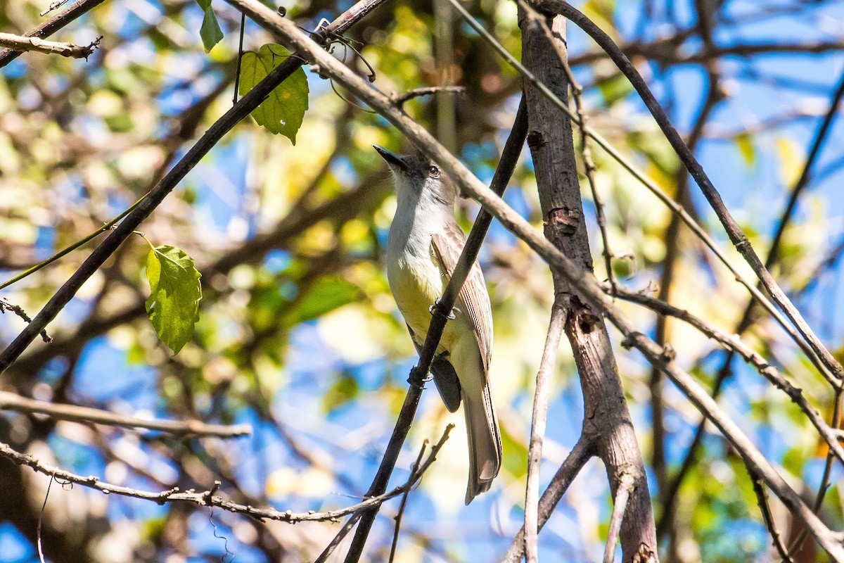 Stolid Flycatcher - ML213920361