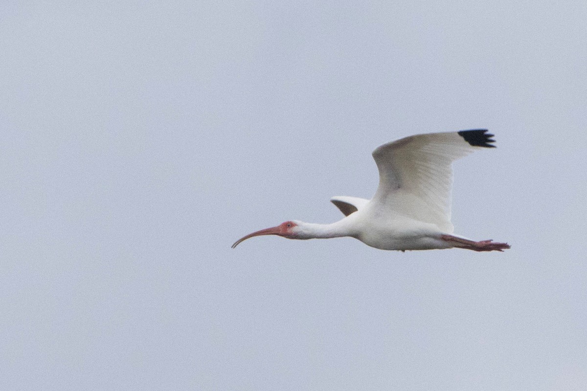 White Ibis - ML213920601