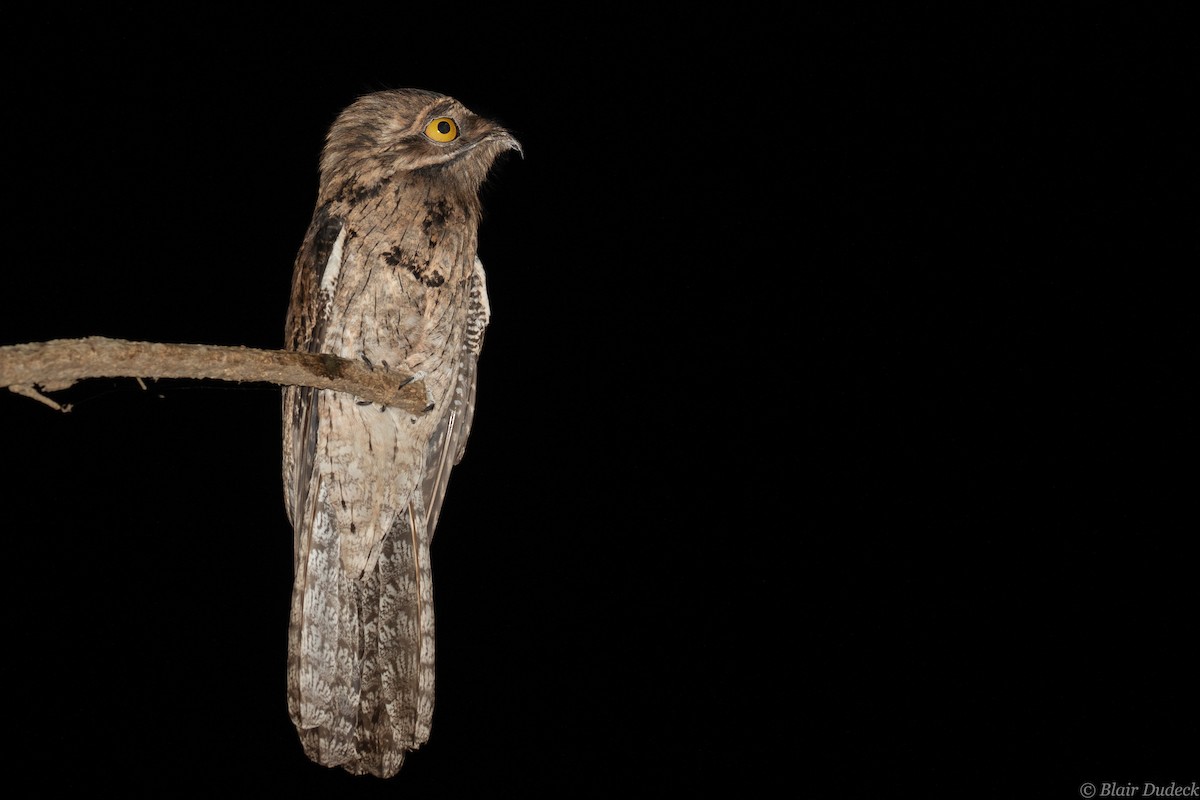 Northern Potoo - Blair Dudeck