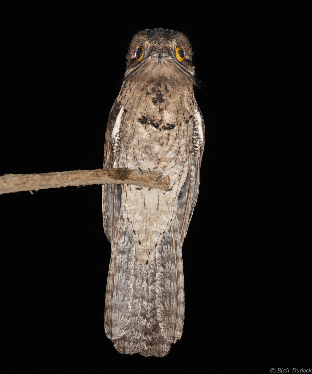 Northern Potoo - ML213920851