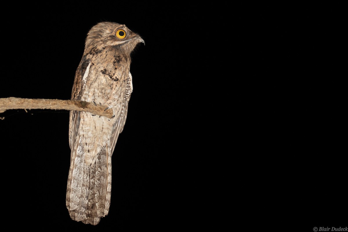 Northern Potoo - ML213920861