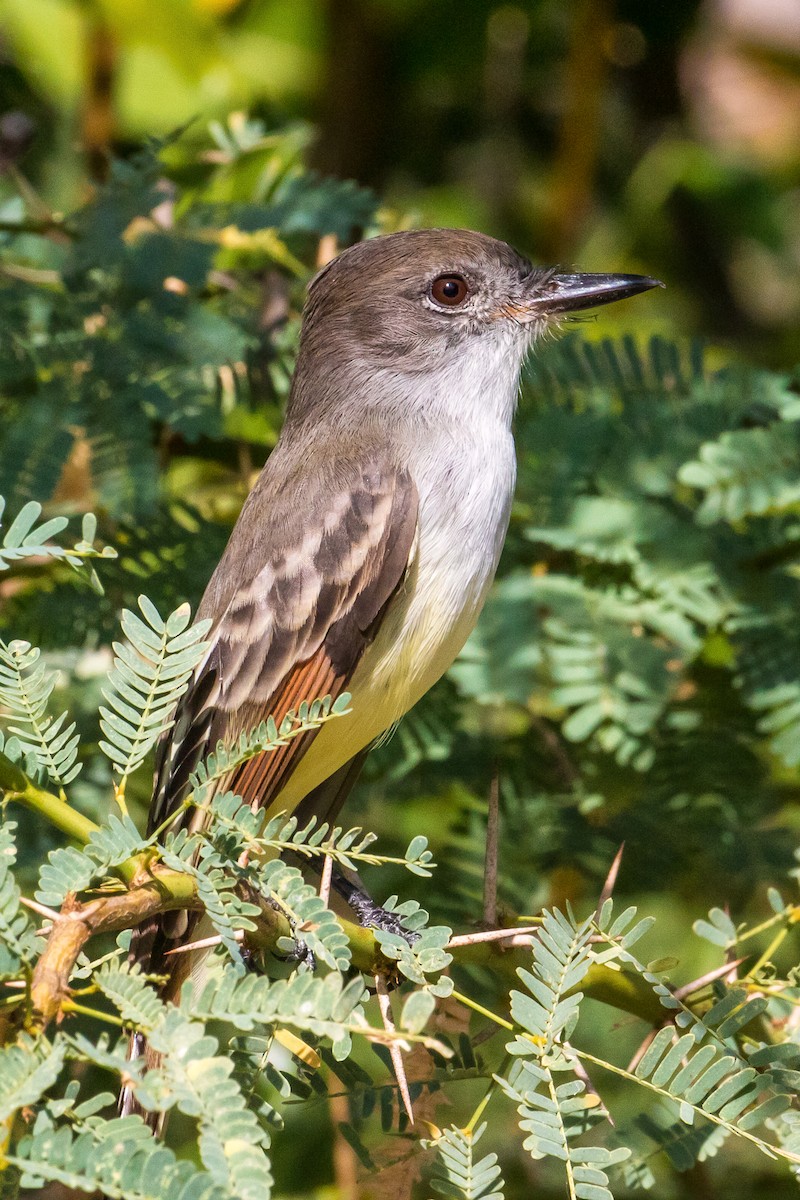 Stolid Flycatcher - ML213921081