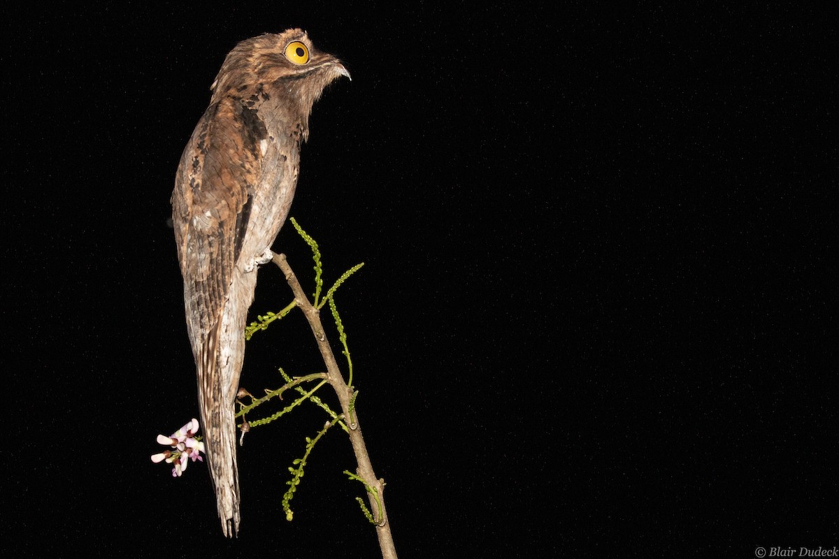 Northern Potoo - ML213921111