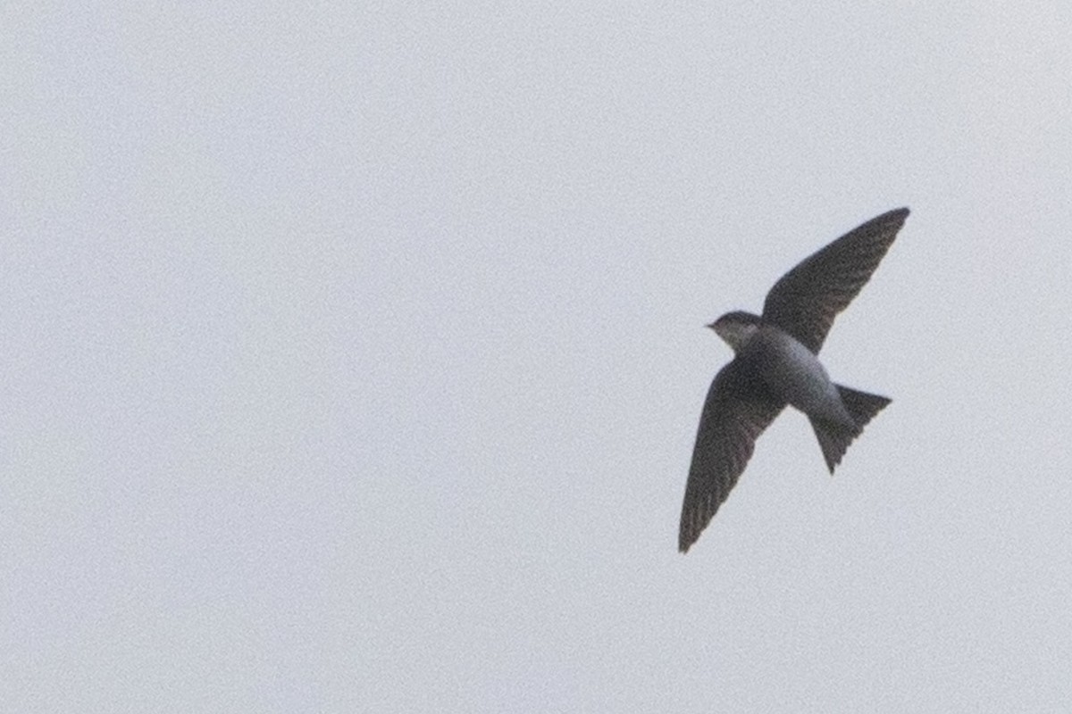 Golondrina Bicolor - ML213921231