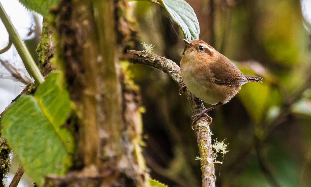 Mountain Wren - ML213921601