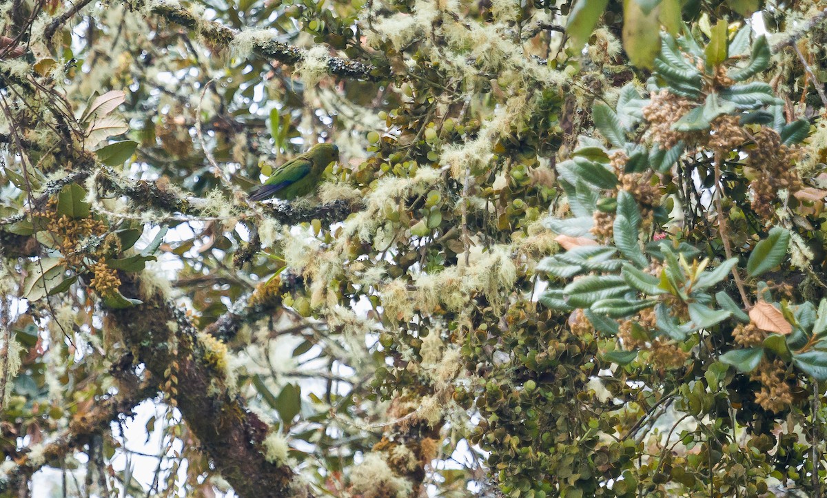 Indigo-winged Parrot - ML213921631