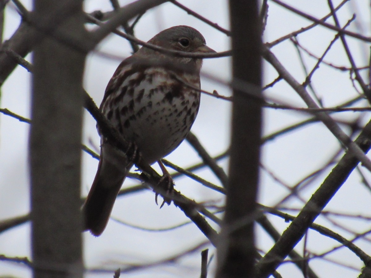 Fox Sparrow - ML213921661