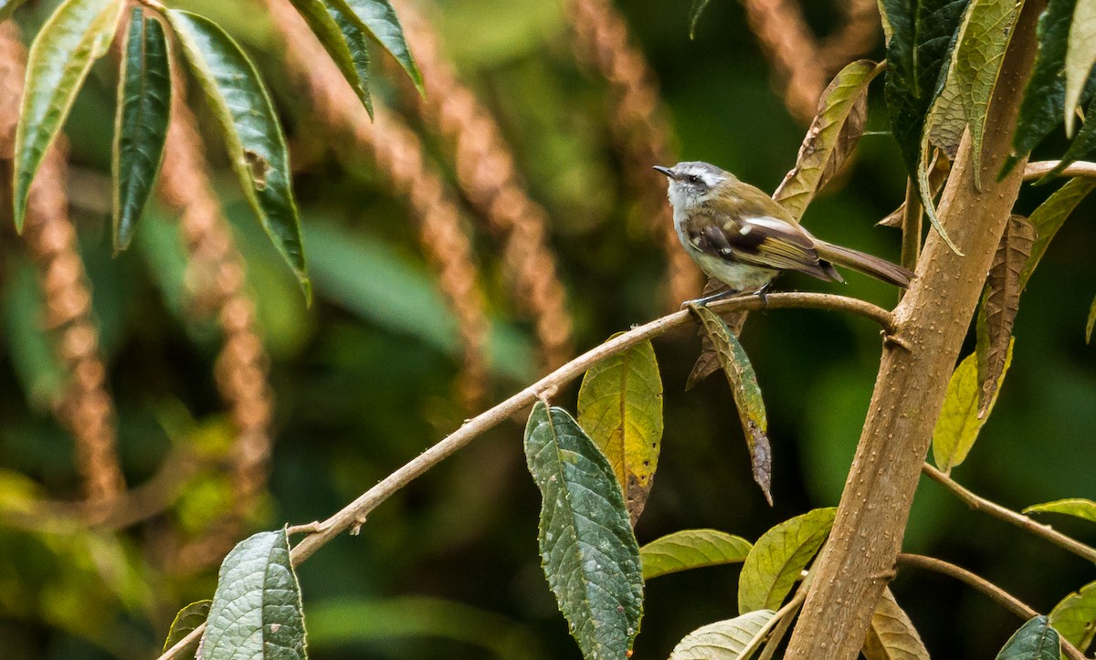 White-banded Tyrannulet - ML213921671