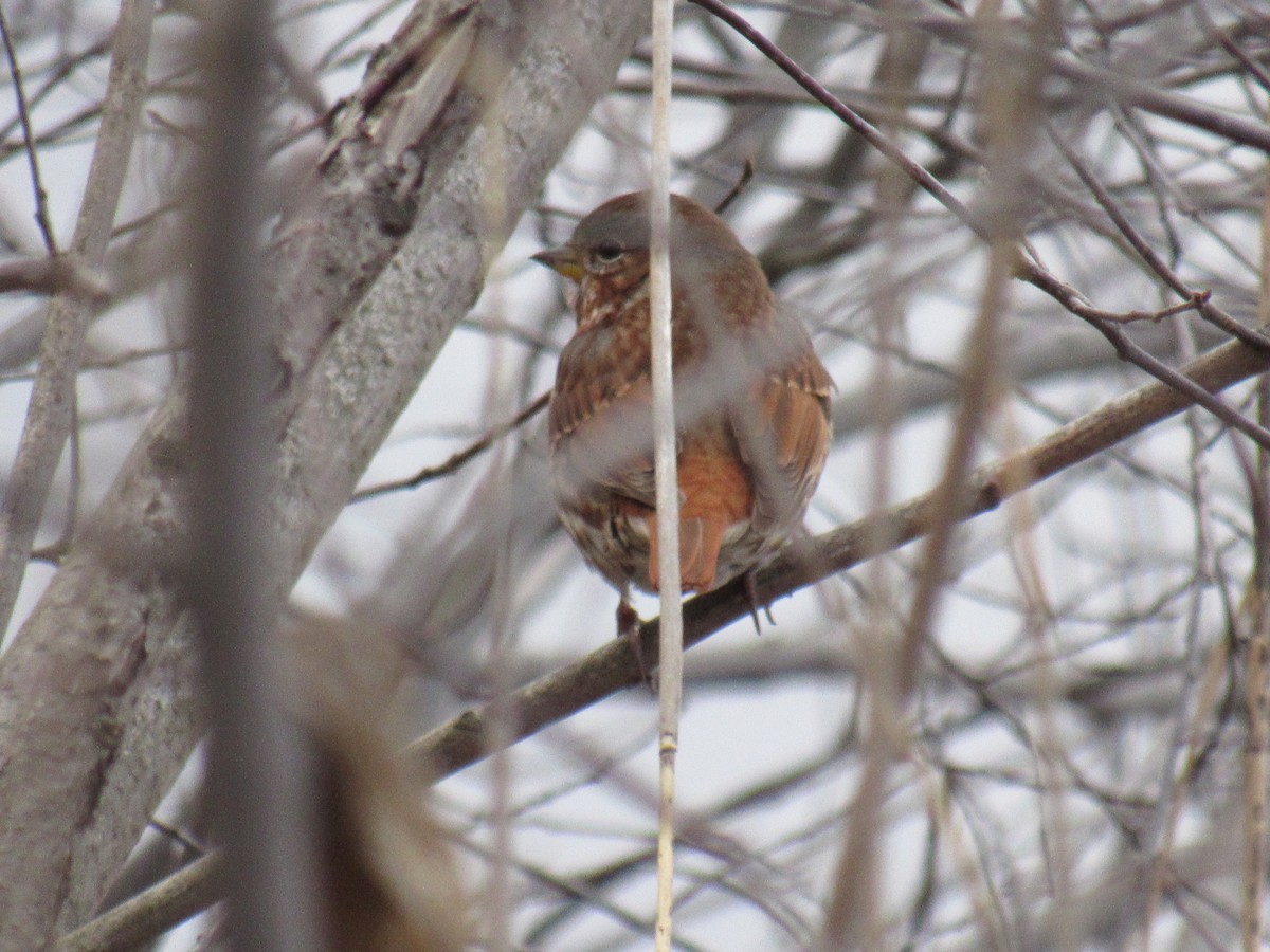 Fox Sparrow - ML213921691