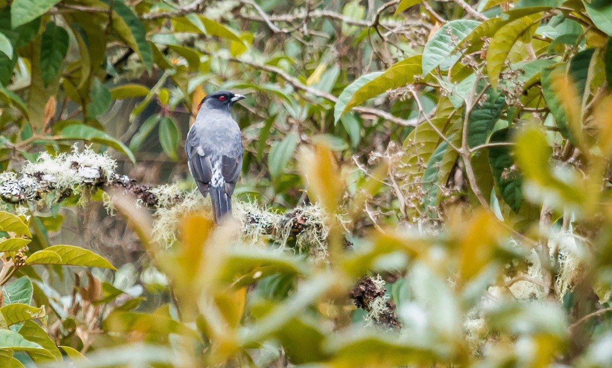 Cotinga Crestirrojo - ML213921701