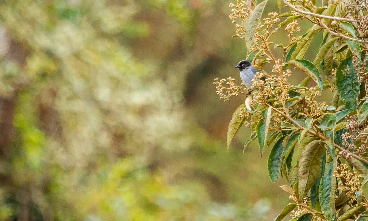 Black-headed Hemispingus - David Monroy Rengifo