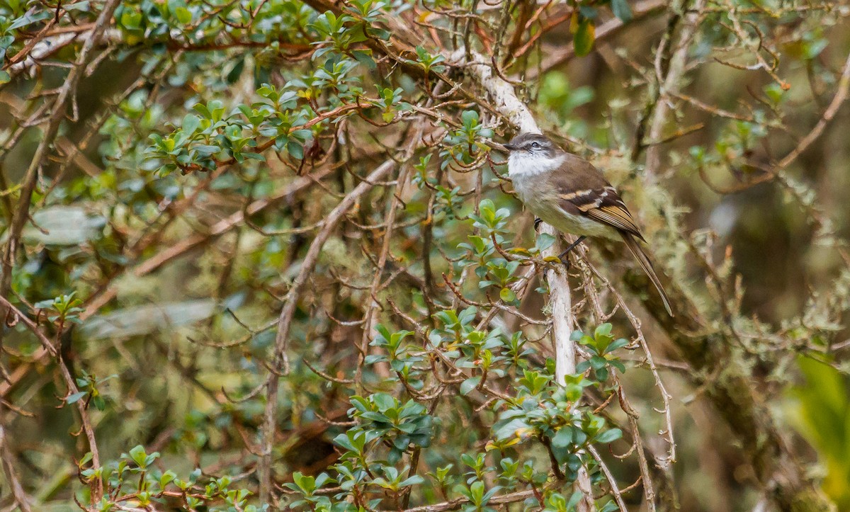 White-throated Tyrannulet - ML213921791