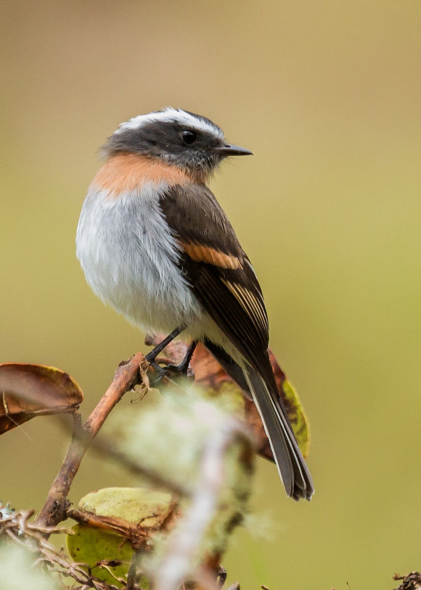 Rufous-breasted Chat-Tyrant - ML213921831