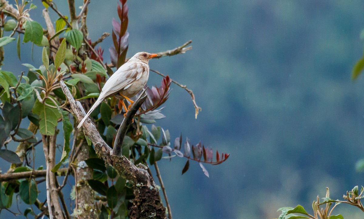 Great Thrush - ML213921861