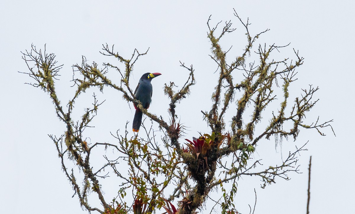 Gray-breasted Mountain-Toucan - ML213921921