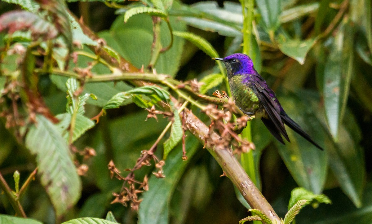 Purple-backed Thornbill - ML213921971