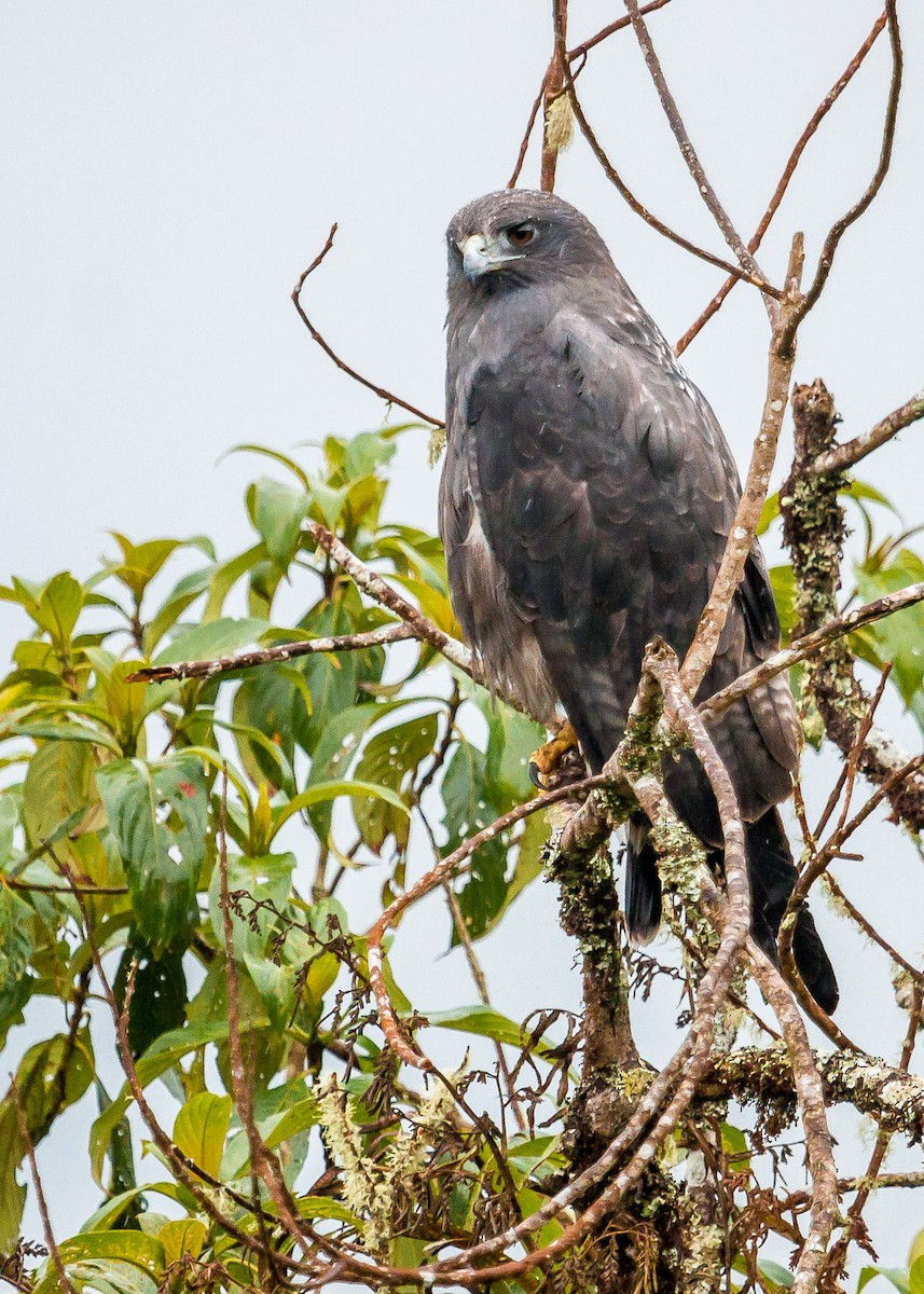 White-tailed Hawk - David Monroy Rengifo