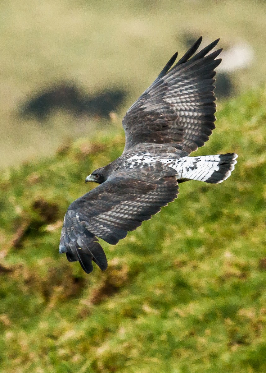 White-tailed Hawk - David Monroy Rengifo