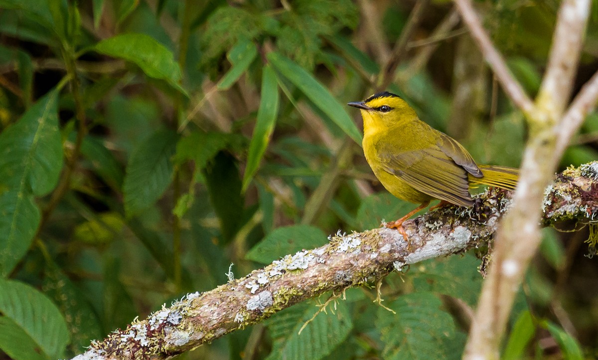 Black-crested Warbler - ML213922261