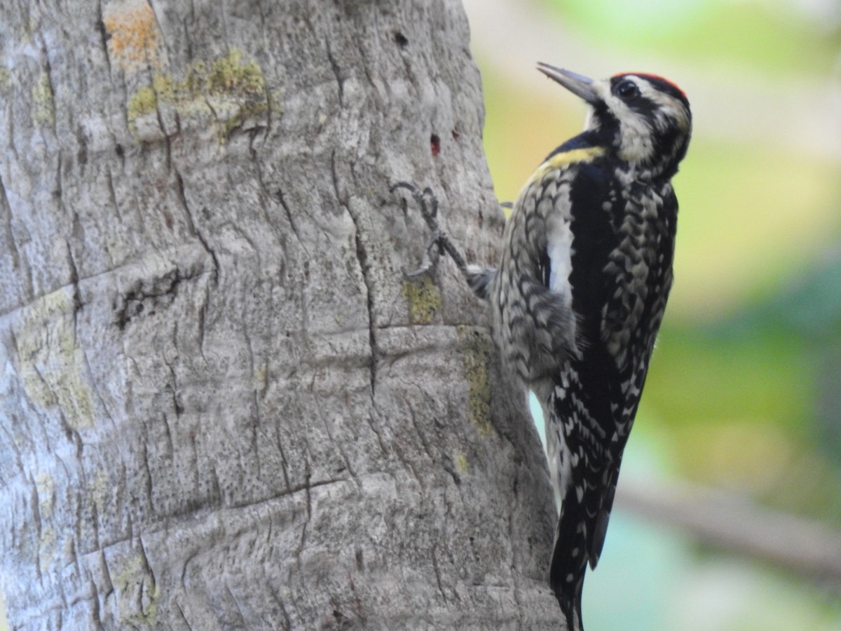 Yellow-bellied Sapsucker - ML213923181