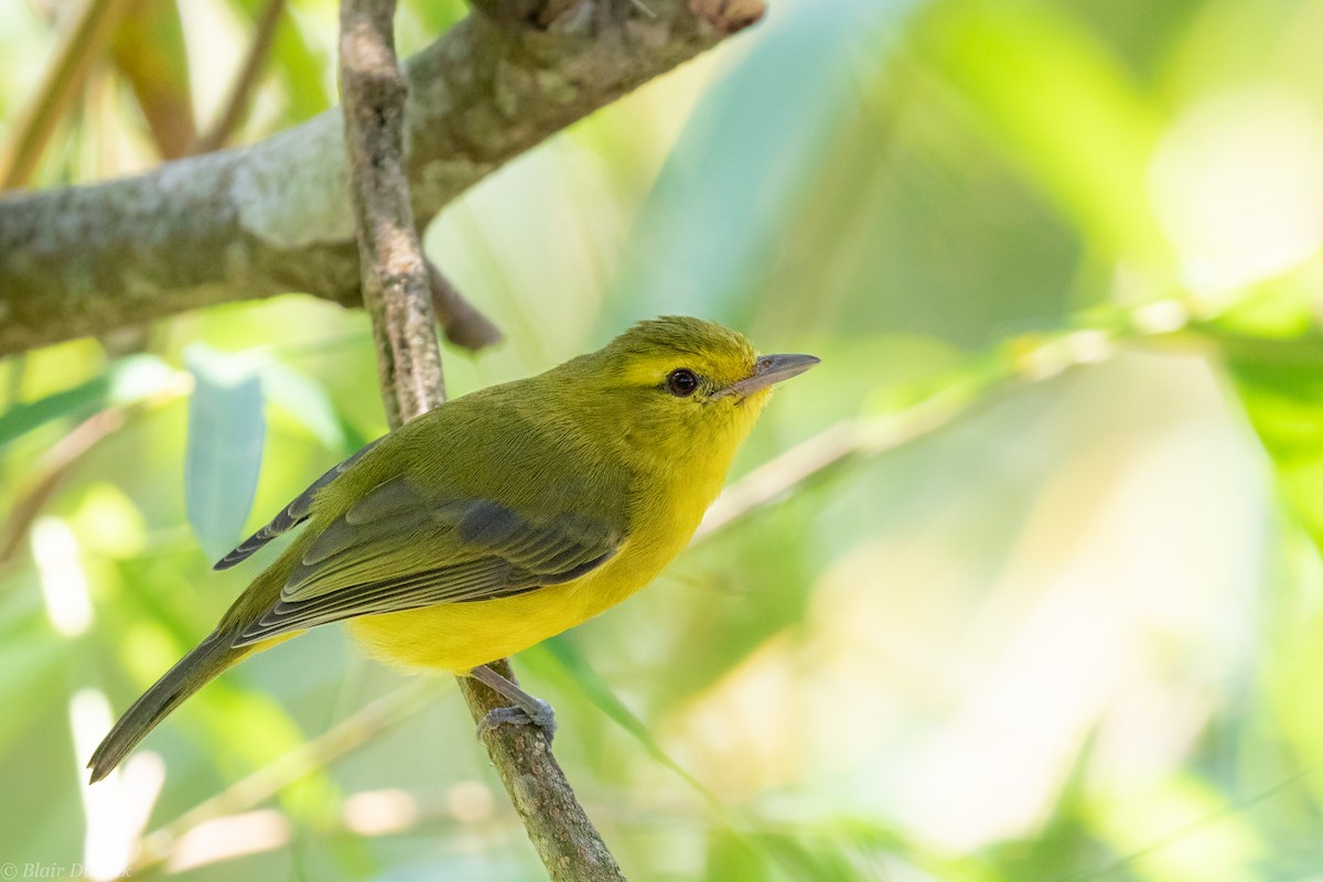Golden Vireo - Blair Dudeck