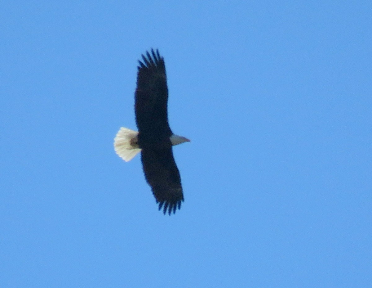 Bald Eagle - Chris Conard